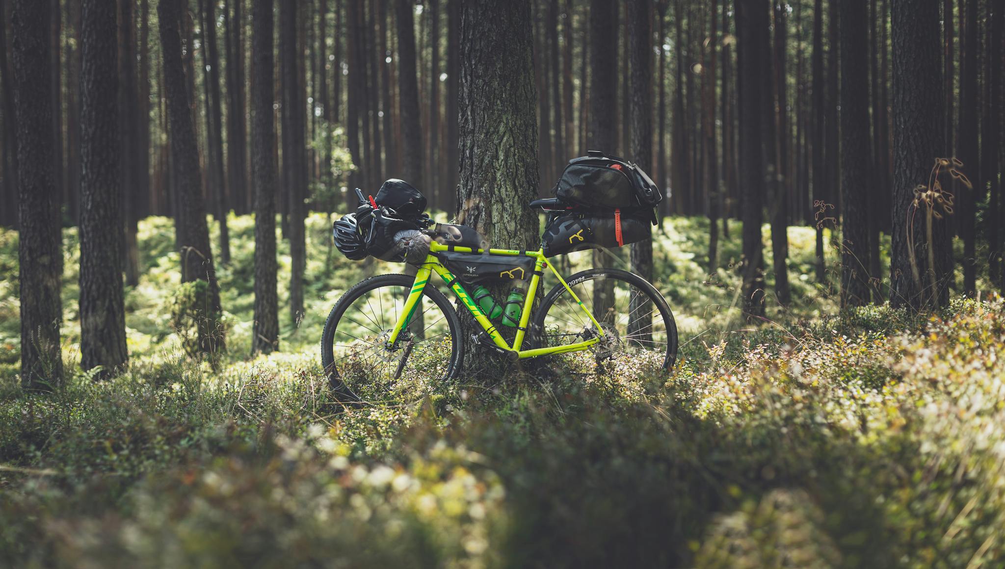 A vibrant mountain bike rests against a tree in a Polish forest, highlighting adventure and nature.